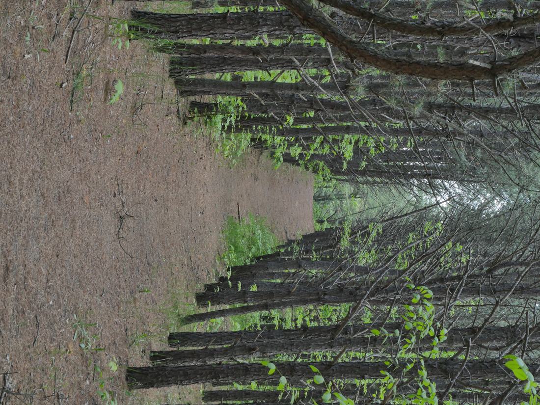 Spazierweg im Kiefernwald