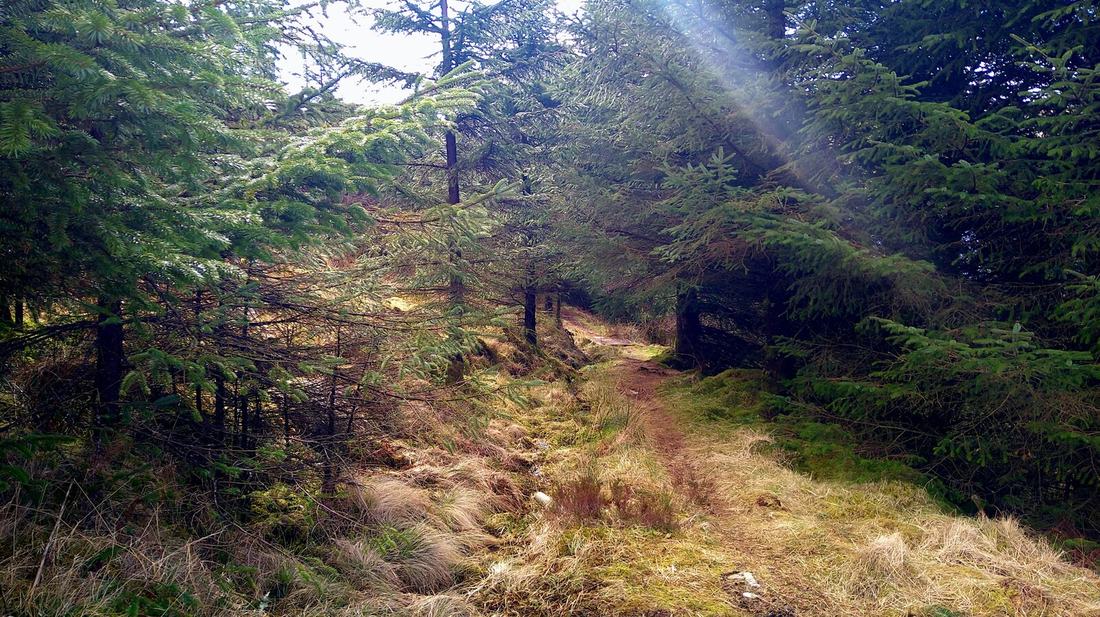 Sonnenlicht auf einem Waldweg