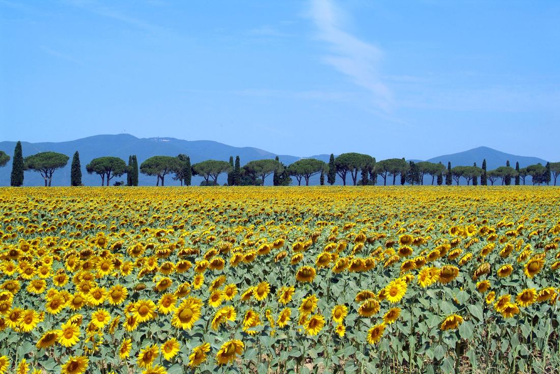 Sonnenblumen in Blüte